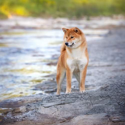 Photo #10600229