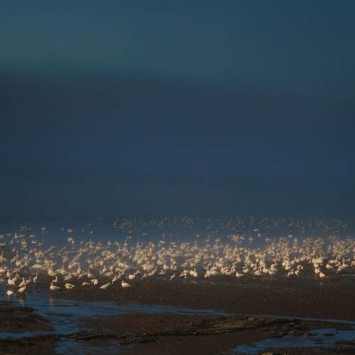 Wild geese between light and fog