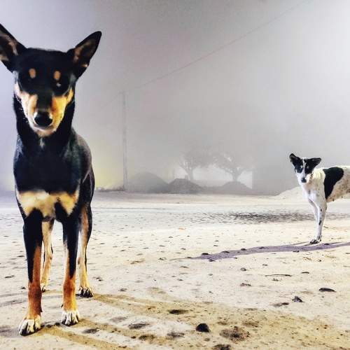Photo #10602506