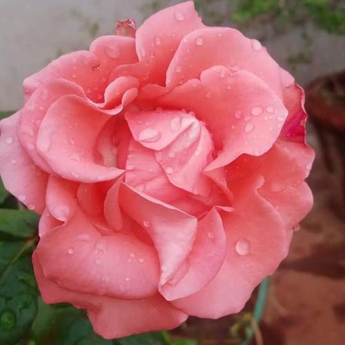 Photo #10602690