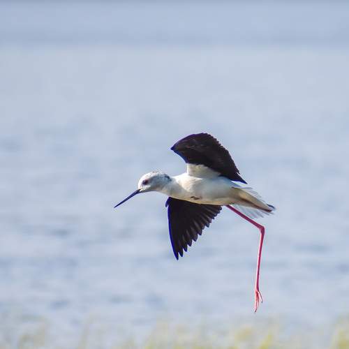 Photo #10603011