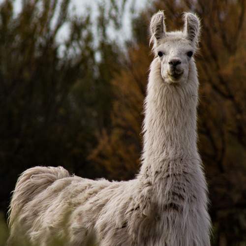 Photo #10603526