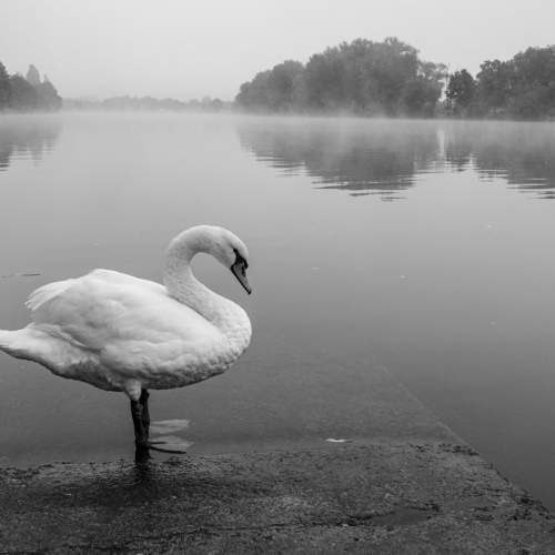 Фотография #10604277