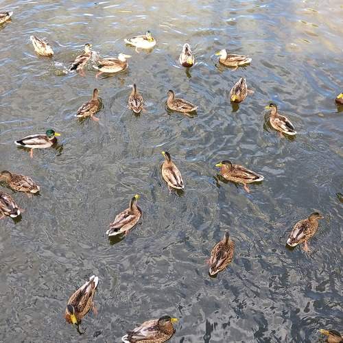 Photo #10604435