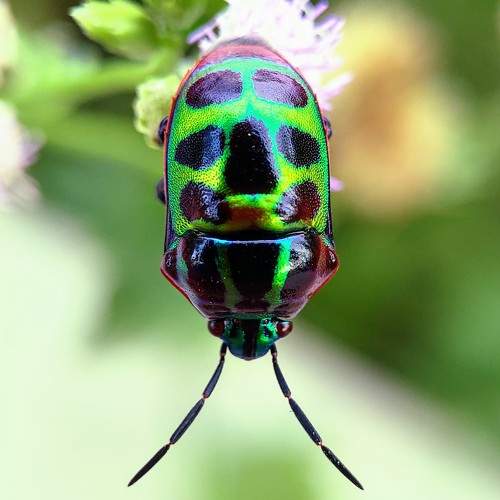 Photo #10604838