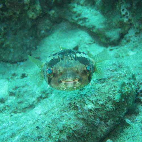 Photo #10604862
