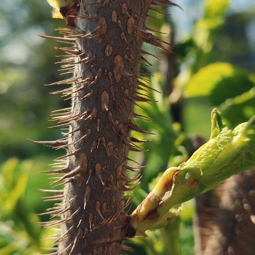 Photo #10605336