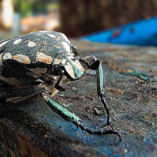 Photo #10605906