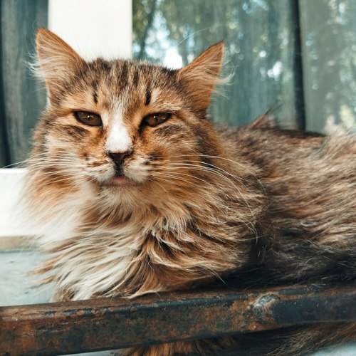 Photo #10606173