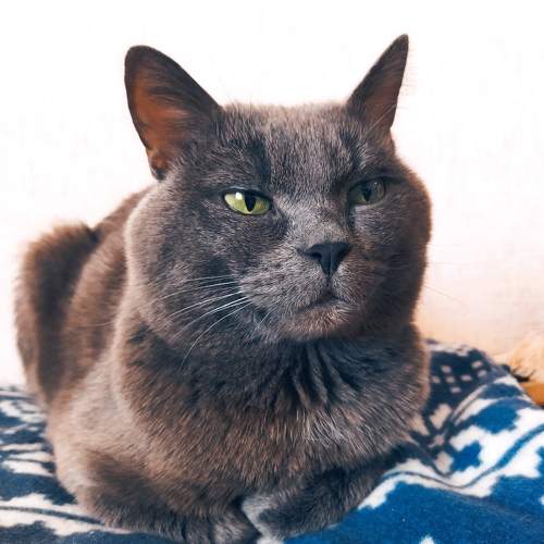 Photo #10606319