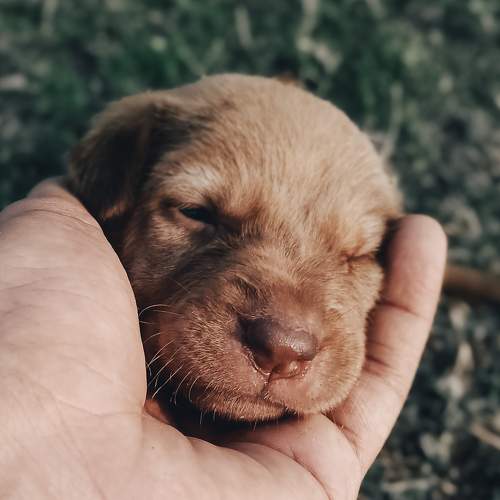 Tiny Life in Gentle Hands