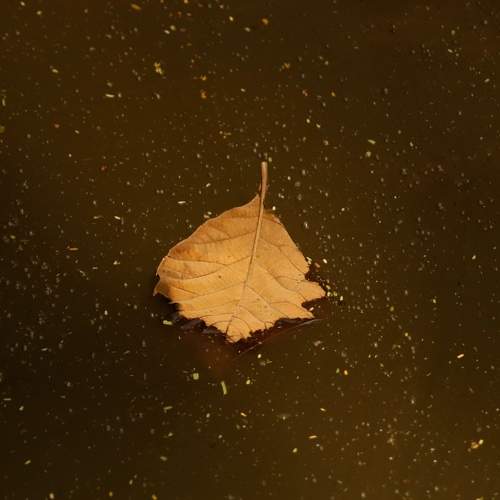 Photo #10606669