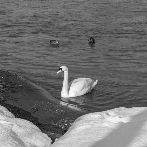 Birds in winter