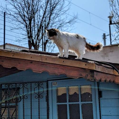 Котики Стамбула