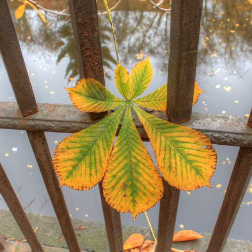 Photo #10607330