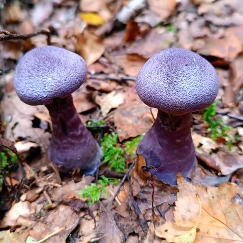 Photo #10607553