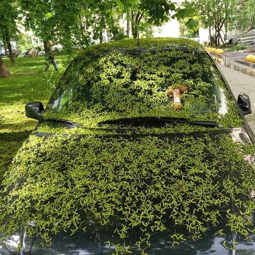 Photo #10608493