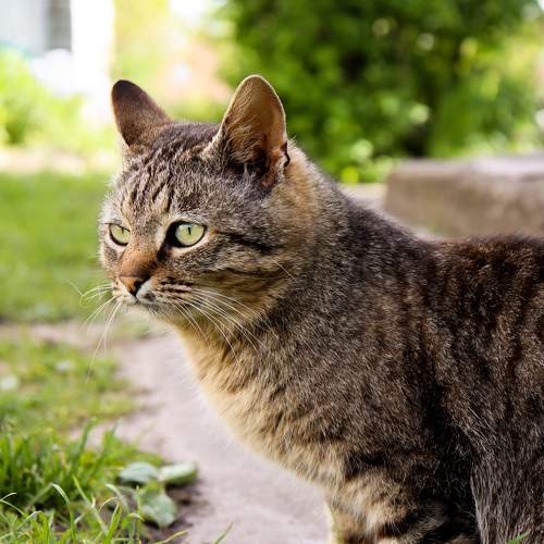 Photo #10610121