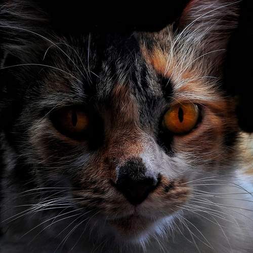Photo #10610384