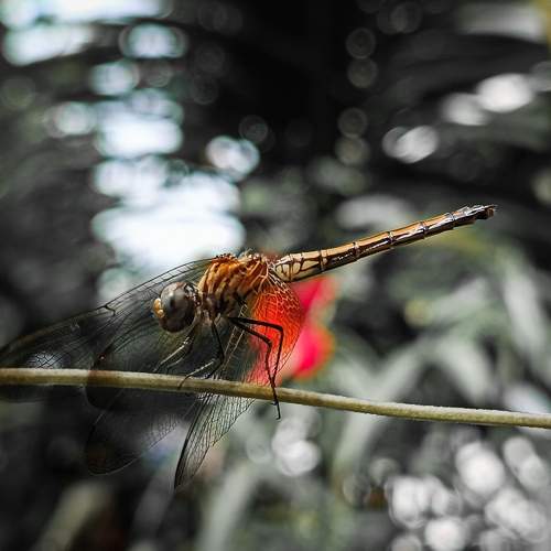 Photo #10610722