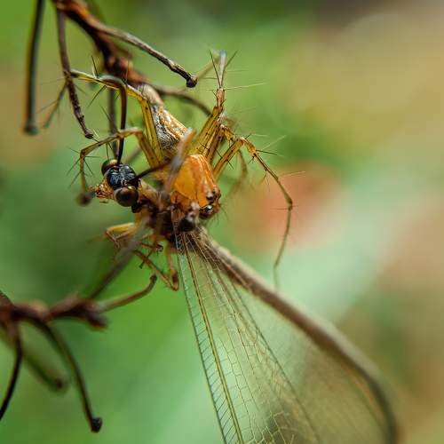 Spider eating dragonfly