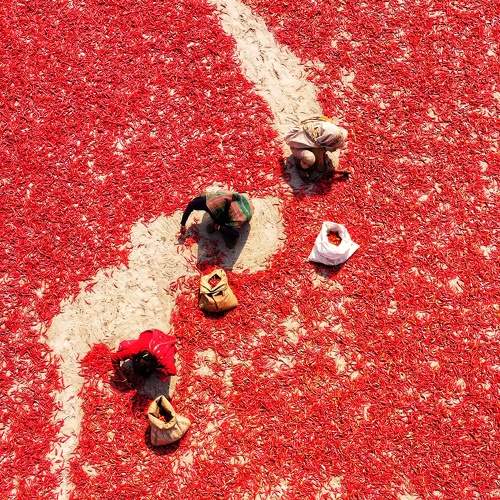 The woman is sorting dry red chilies with her precise hands.
