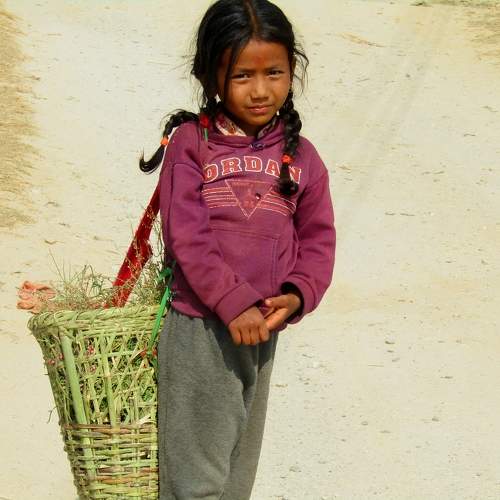 Child filling in Grass for feeding Animals