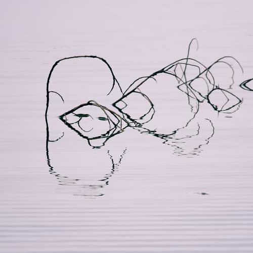 Photo #10618480