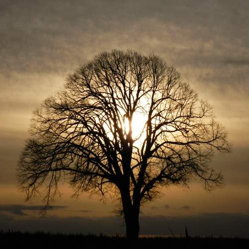 Photo #10619466