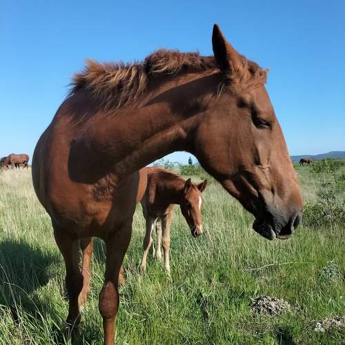 Photo #10620384