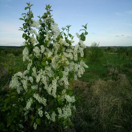 Photo #10620435