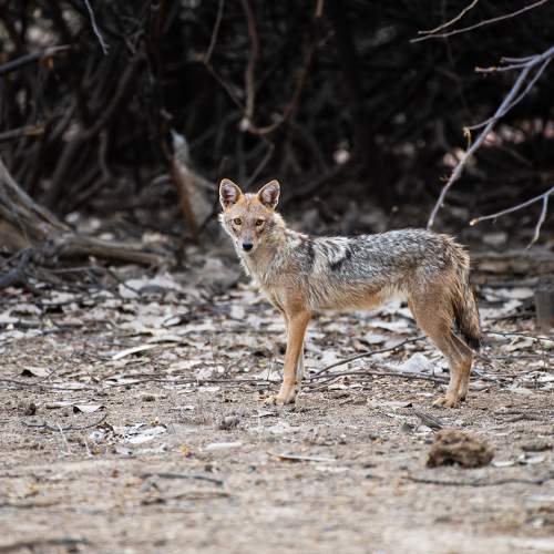 The Lonely Jackal