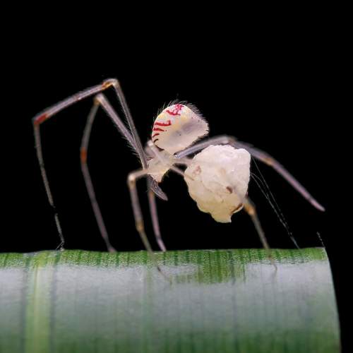comb-footed spider