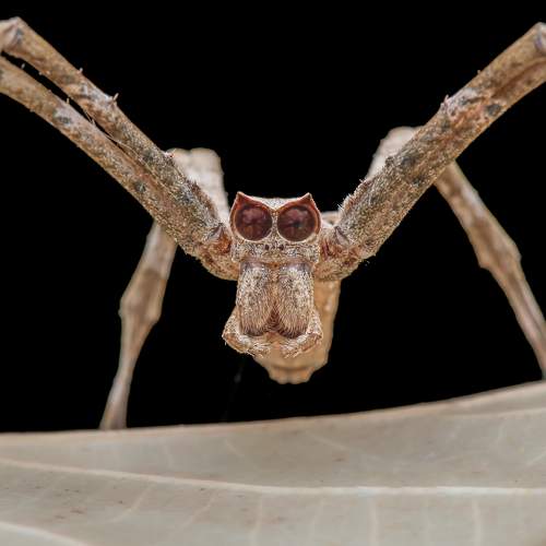 Asian net casting spider