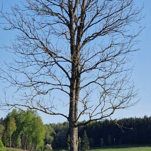 Photo #10620847