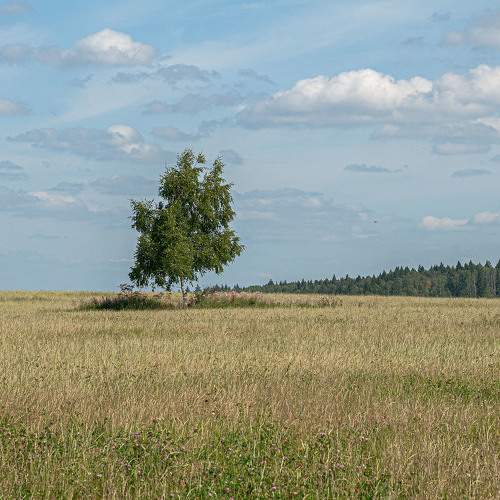 Photo #10620983