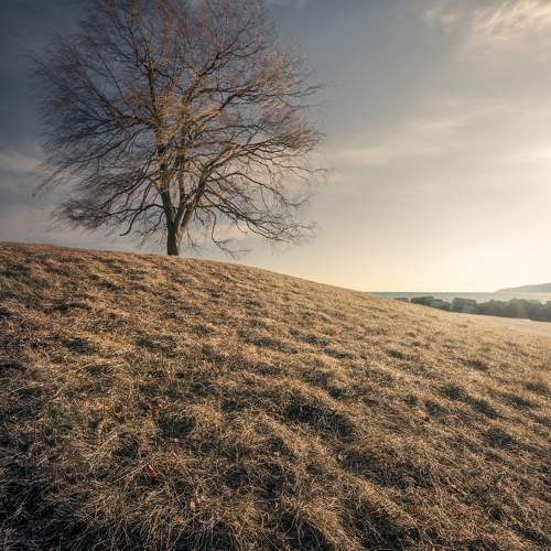 Photo #10621350