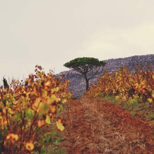 Photo #10621846
