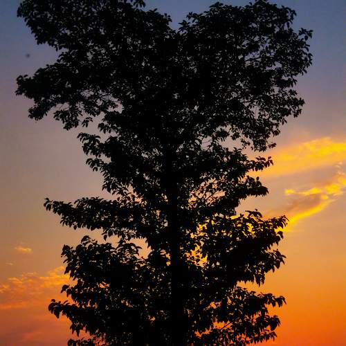 Photo #10621921