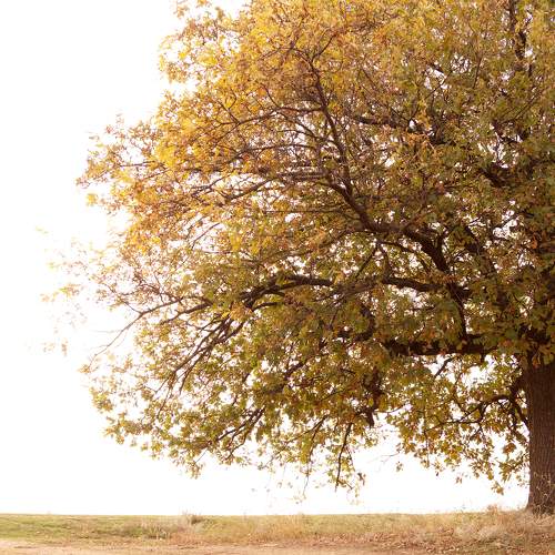 Photo #10622404