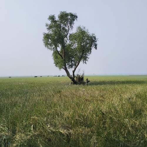 Photo #10623465