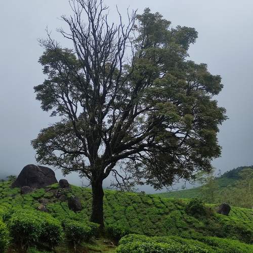 The lonely tree