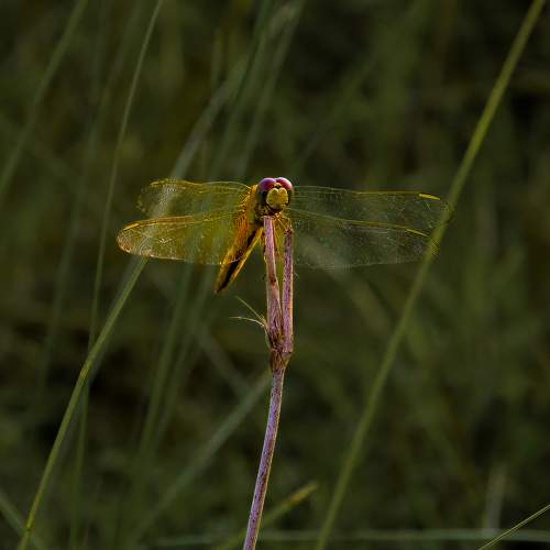 Photo #10623538