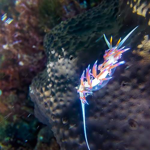 Photo #10623635