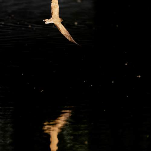 Photo #10623641