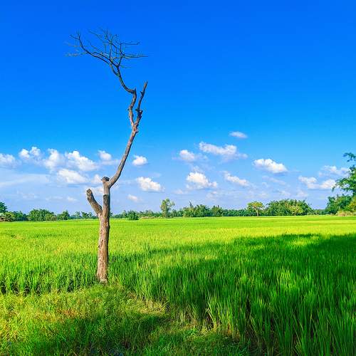 Nature