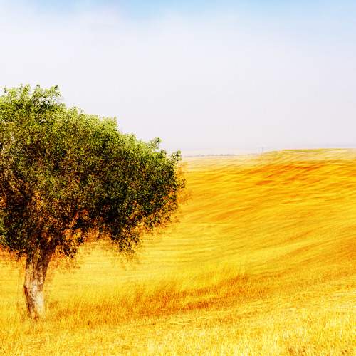 Lonly tree