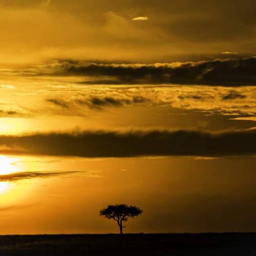 A lonely tree during golden hours of sunrise