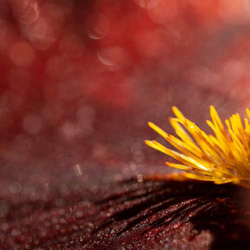 Photo #10625300