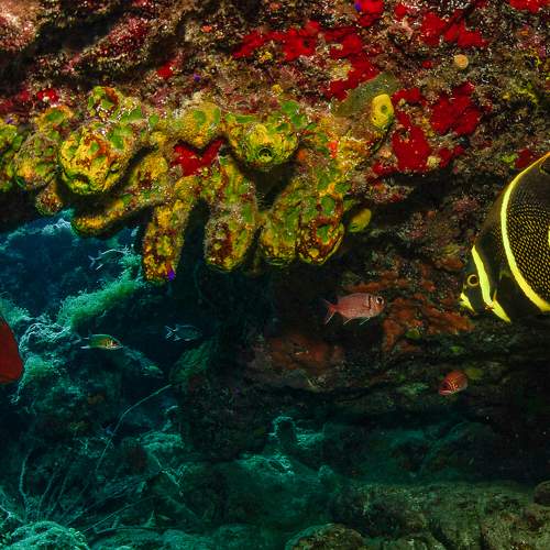 Aquarela Jamaicana